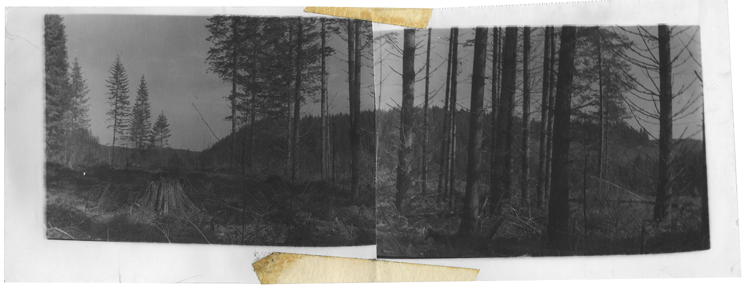 felled tree